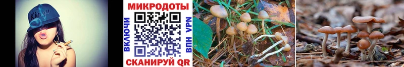 Псилоцибиновые грибы Psilocybe  Красный Сулин 